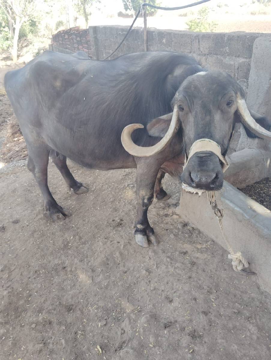 ભેચ વેચવાની છે
99250 86974