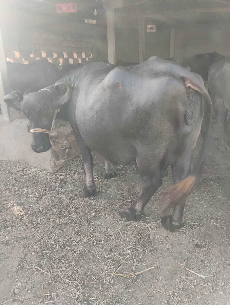 વેસવાનીછે