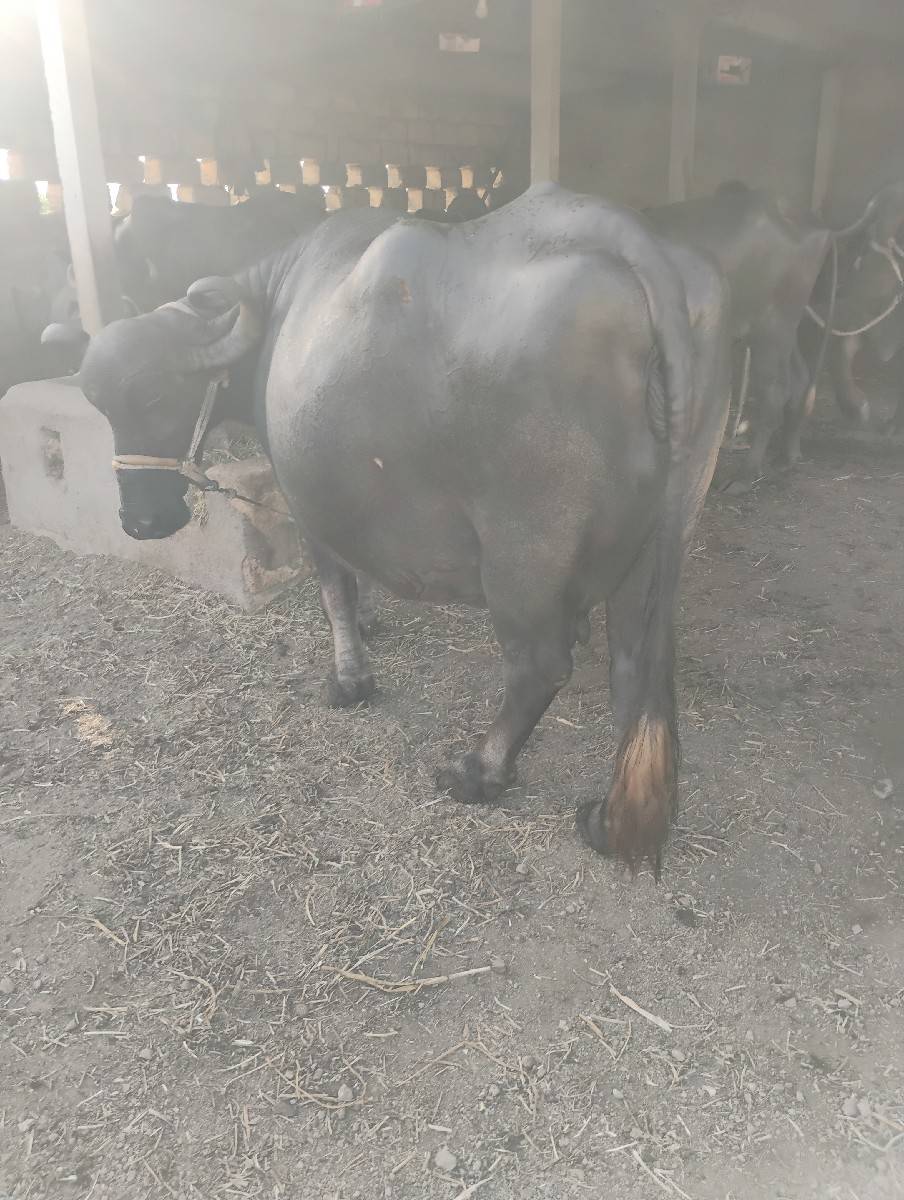 વેસવાનીછે