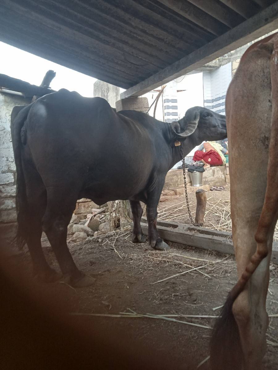 દેવાભાય સિધલ