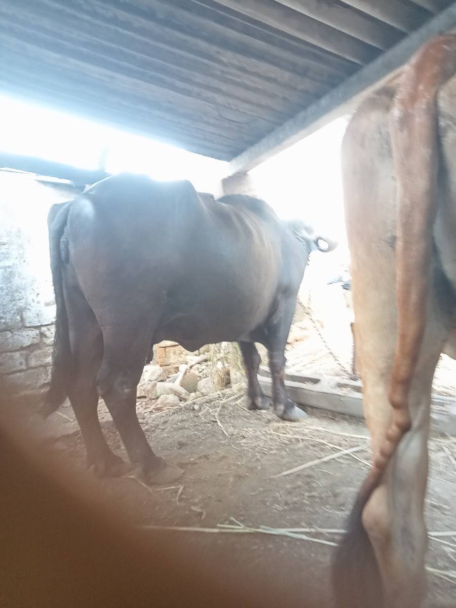 દેવાભાય સિધલ