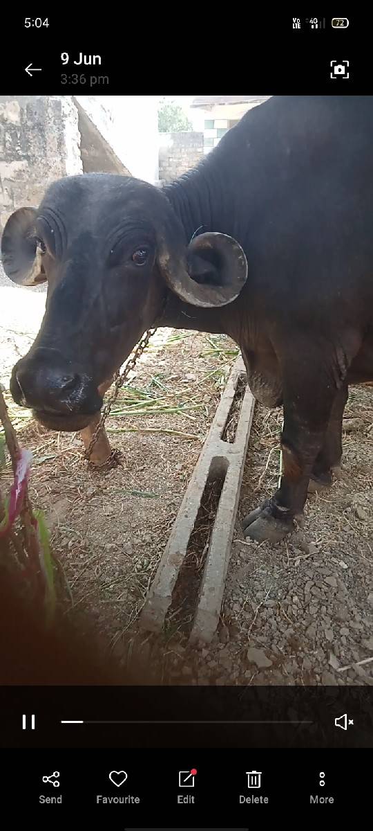 દેવાભાય સિધલ