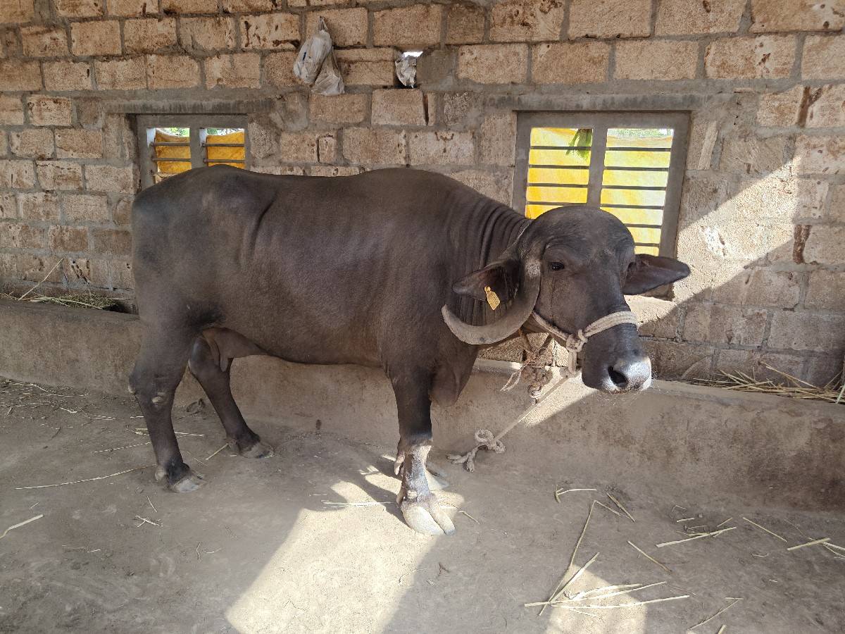 ભેંસ વેચવાની છે