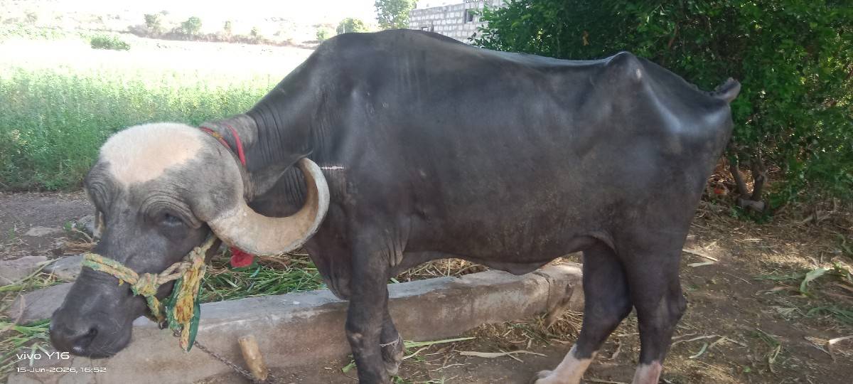 જાફરાબાદી ખડેલી