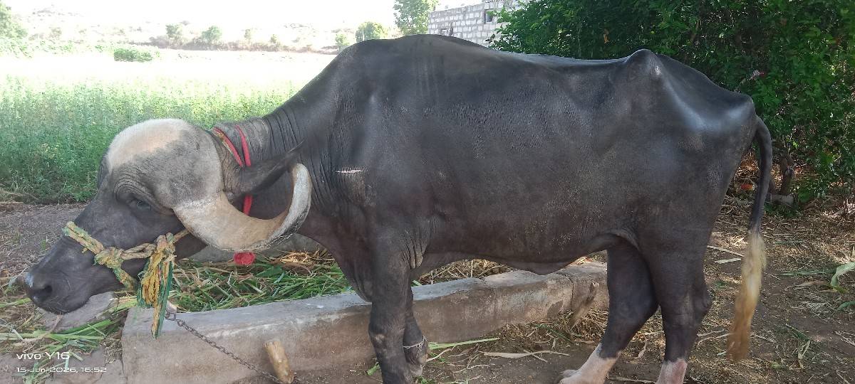 જાફરાબાદી ખડેલી