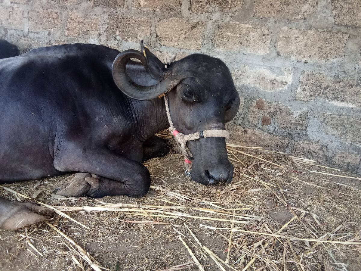 2 ભેંસ વેચવાની છે