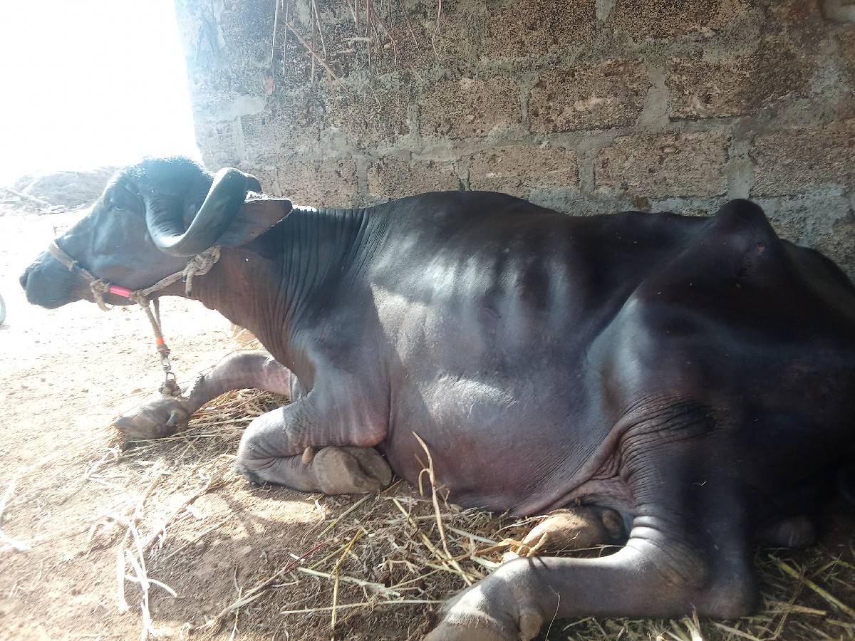 2 ભેંસ વેચવાની છે