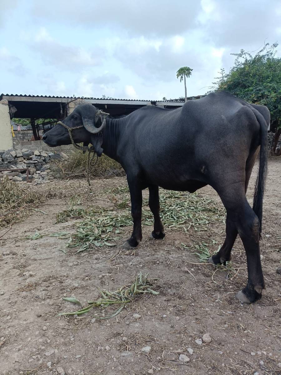 ઘરની ત્યાર કરેલી છે