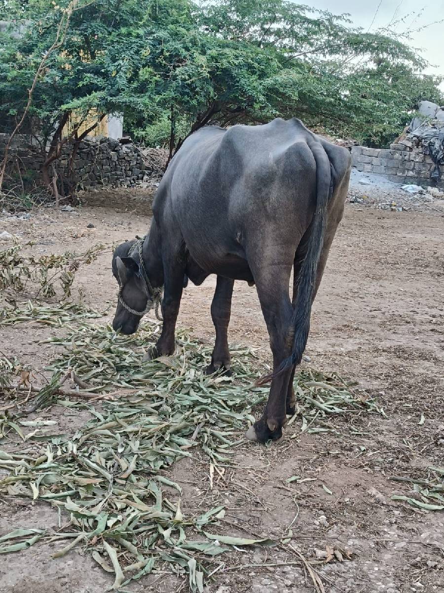 ઘરની ત્યાર કરેલી છે