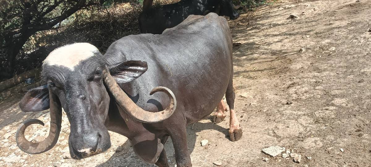 ચોથું વેતર
