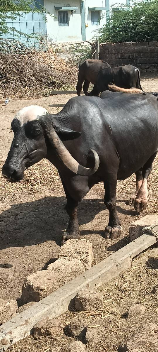 ચોથું વેતર