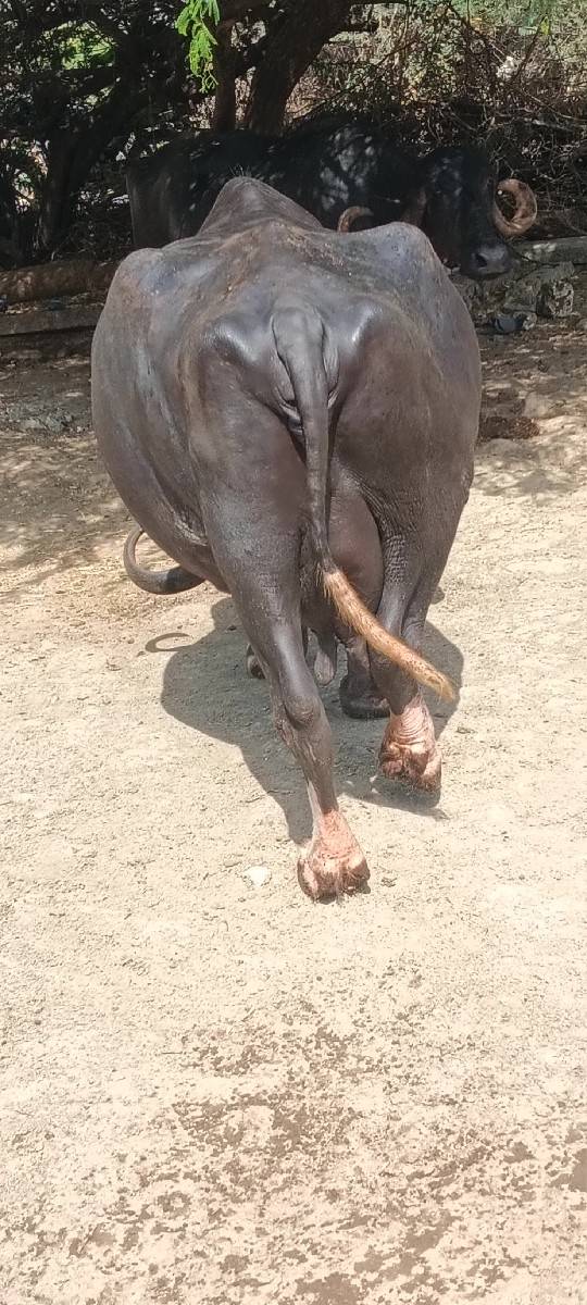 ચોથું વેતર