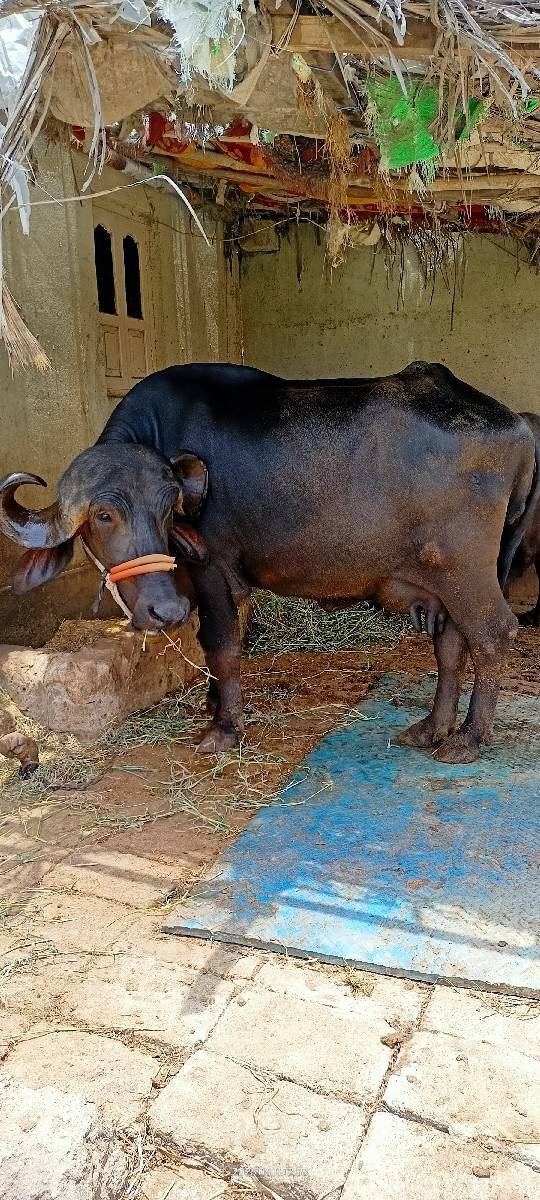 ભેંસ વેચવાની છે