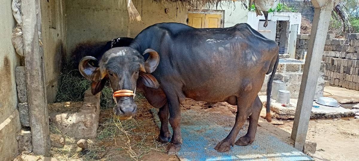 ભેંસ વેચવાની છે