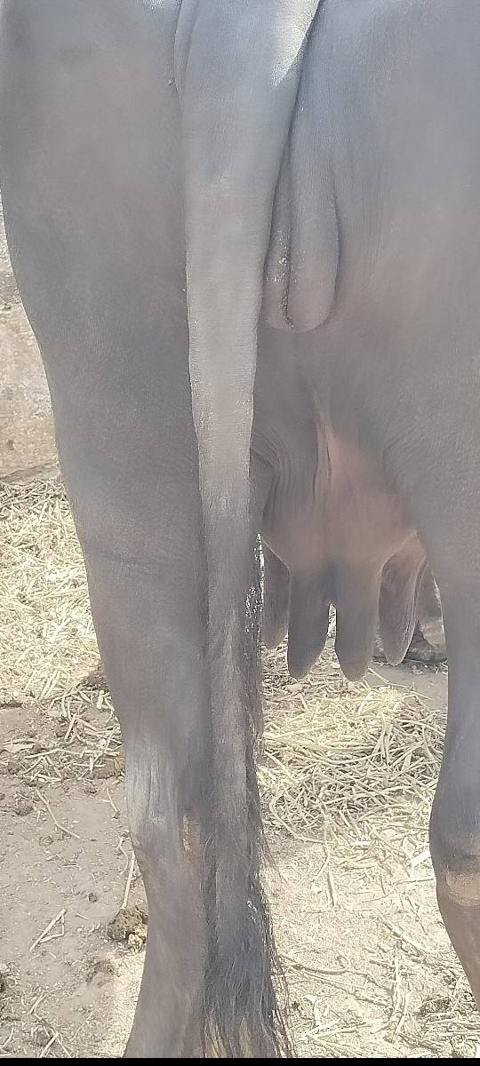 2 વેતર વિયાસે