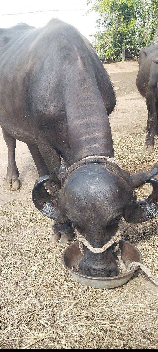 2 વેતર વિયાસે