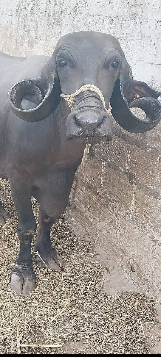 2 વેતર વિયાસે