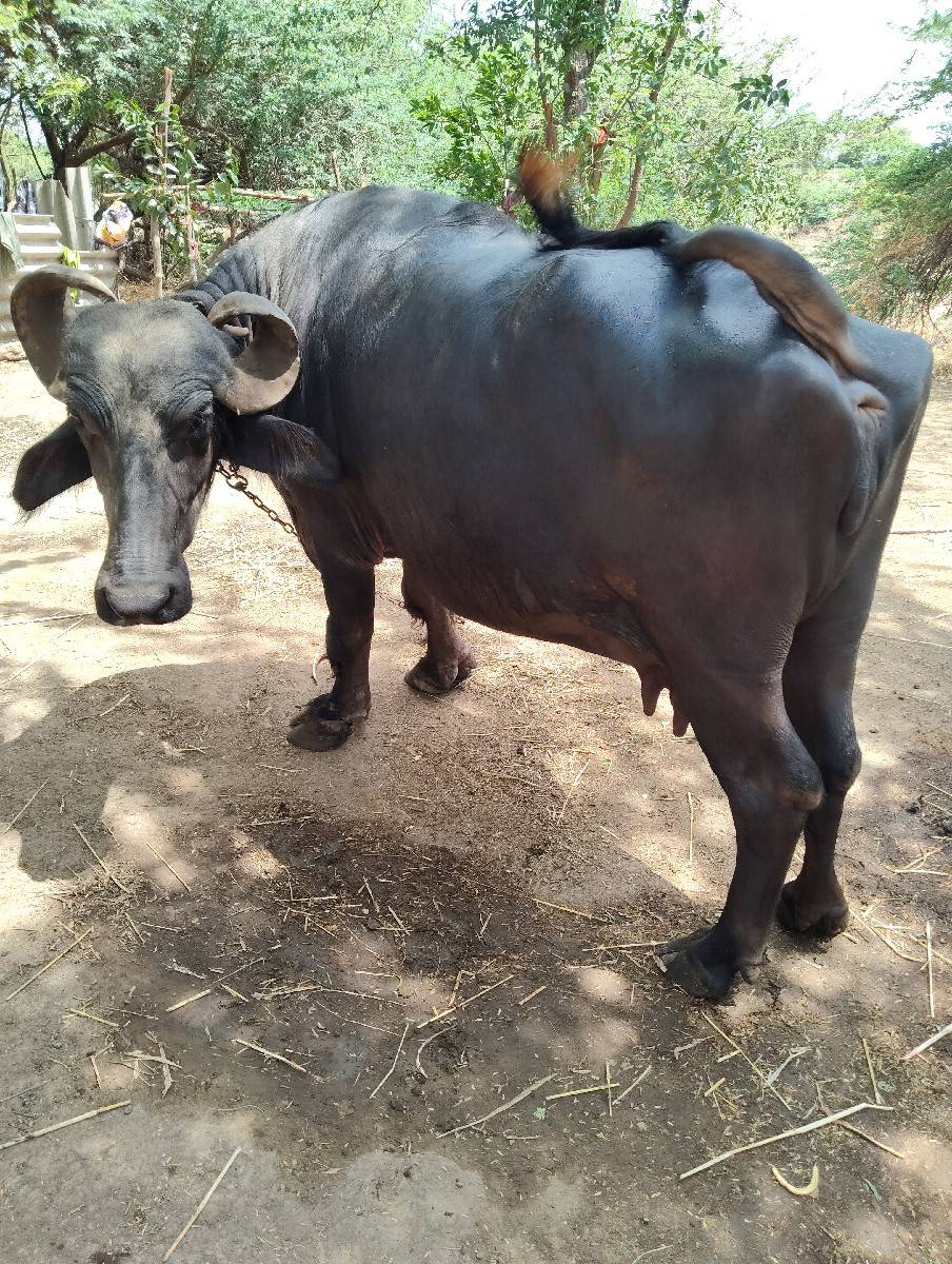 ભેસ