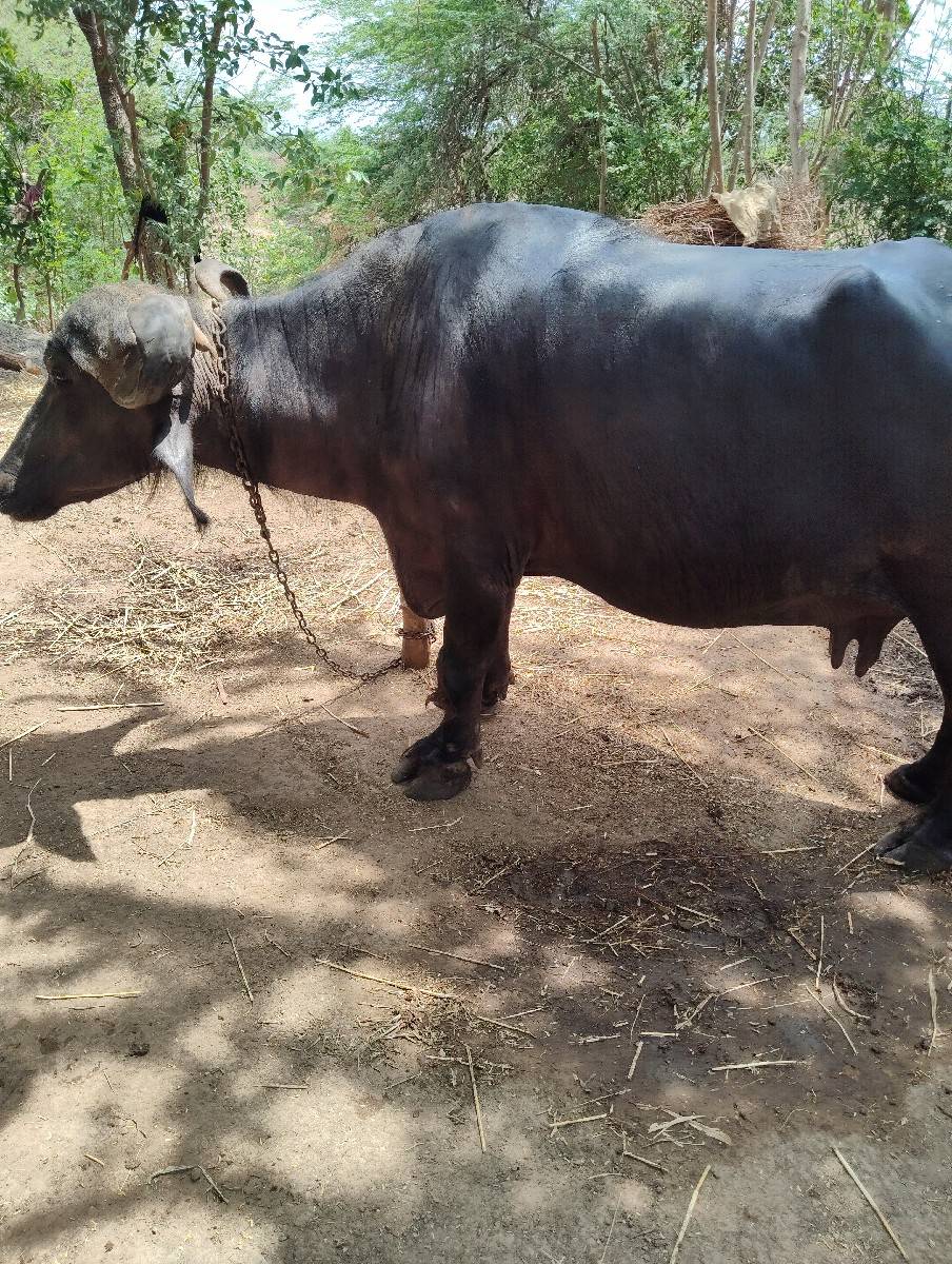 ભેસ