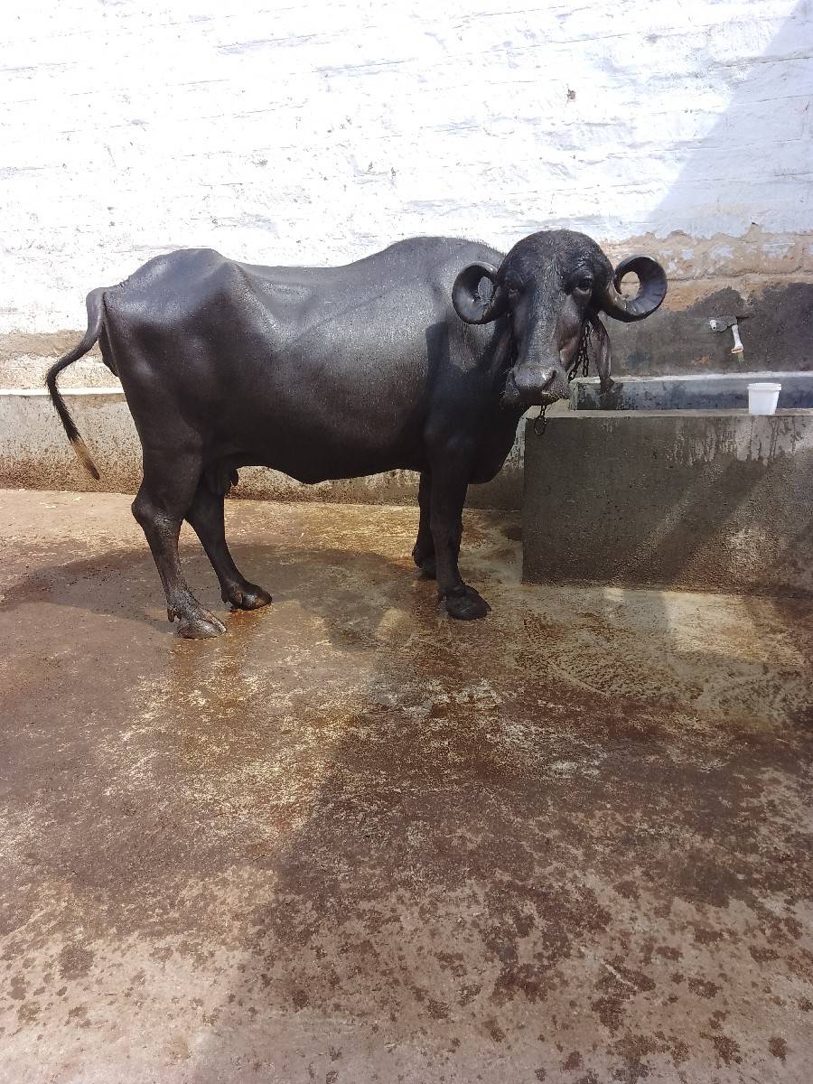 ખડેલી વેચવાની છે 2 વેતર