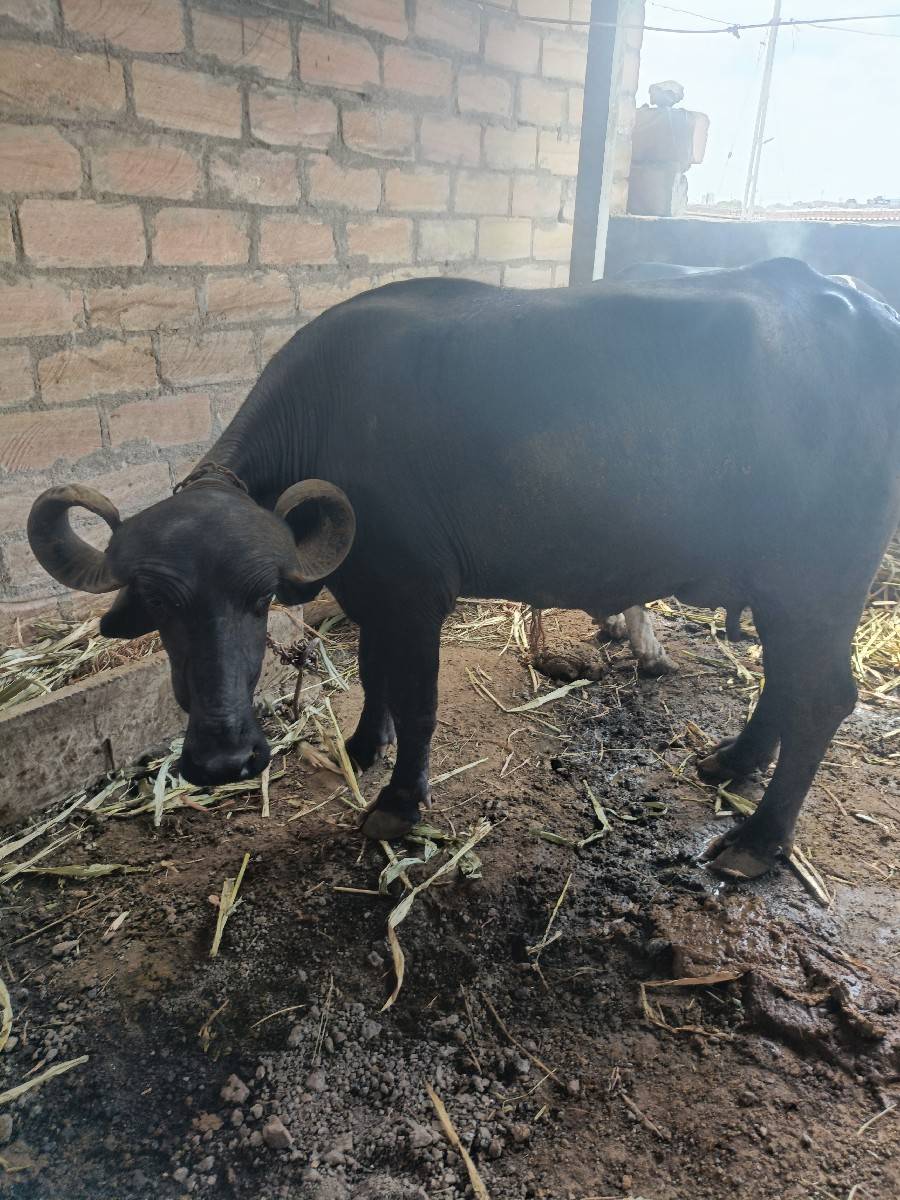 આ ભેંસ વેચવાની છે