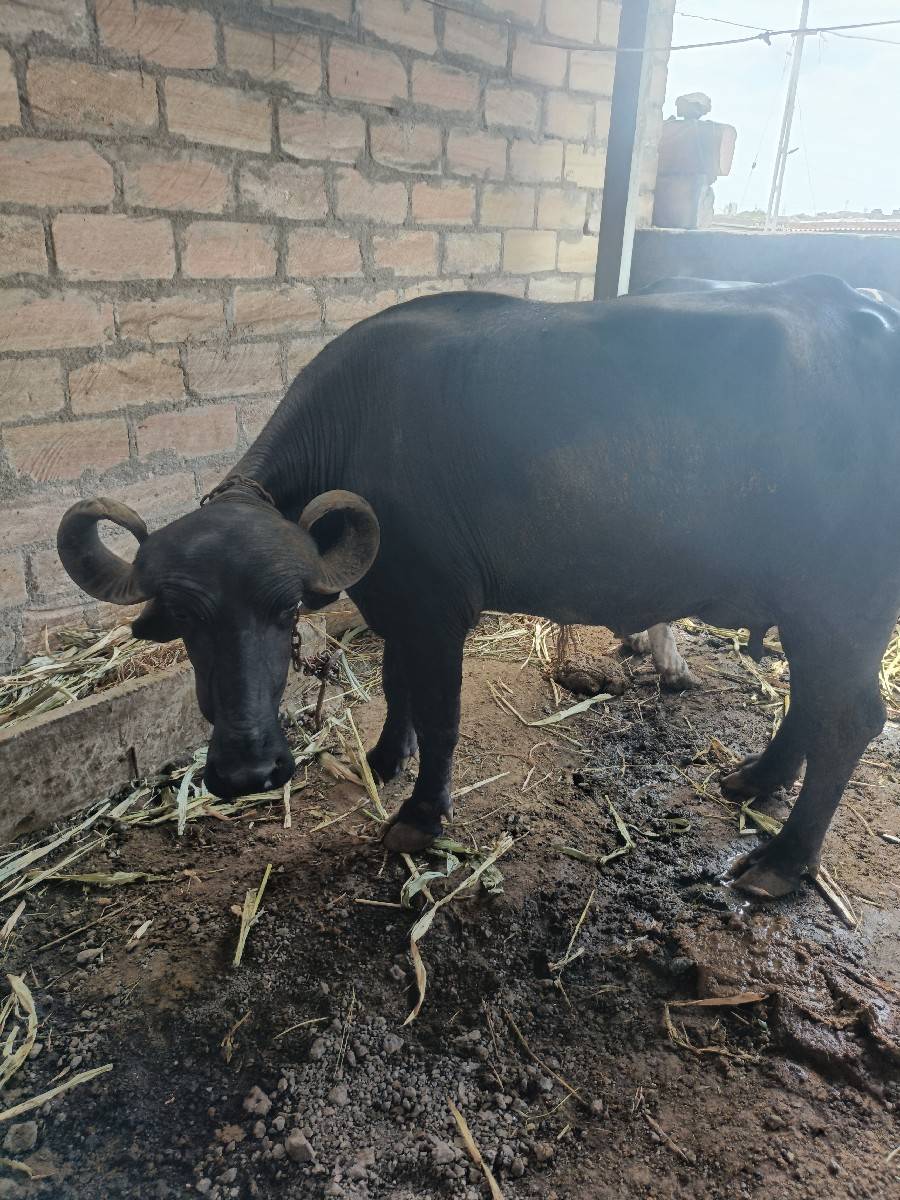 આ ભેંસ વેચવાની છે
