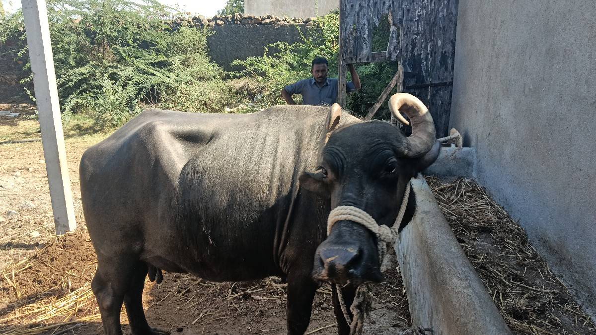 ભેંસ વેચવાની છે દુધ પાંચ લિટર છે