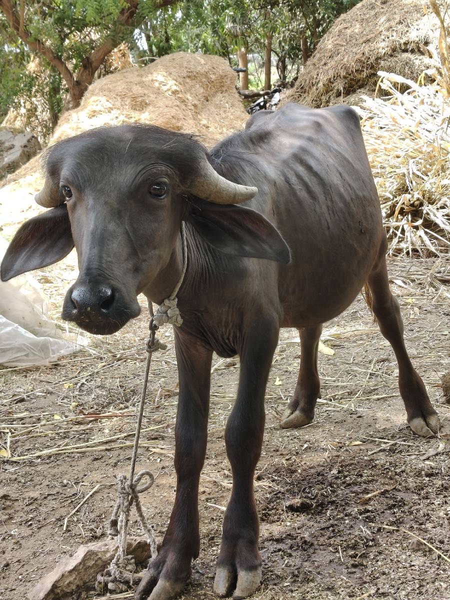 ૨ પાડા વેંચવાના છે.