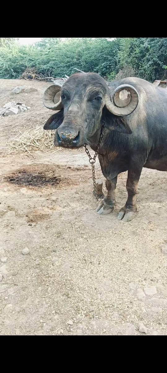 ભેંશ વેશવાની સે ફુલ જવાબ દારી