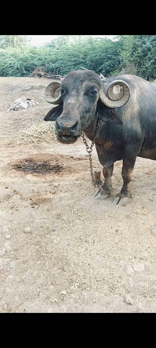 ભેંશ વેશવાની સે ફુલ જવાબ દારી