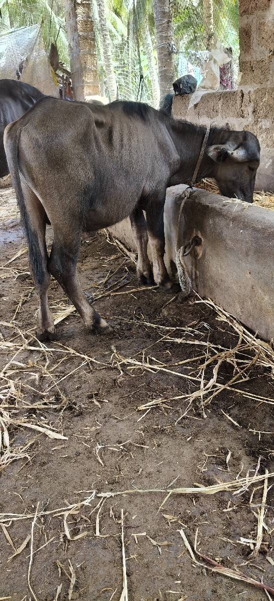pado vecvano 1.5 varsno