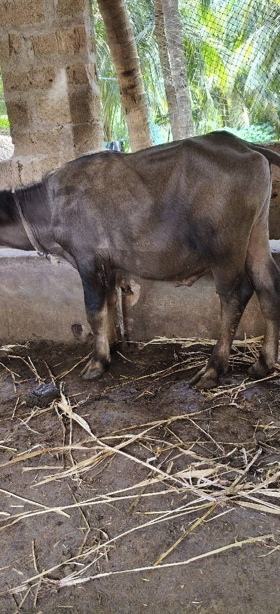 pado vecvano 1.5 varsno