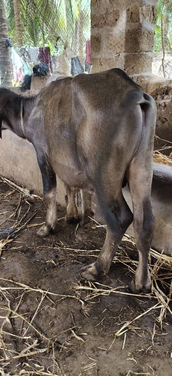 pado vecvano 1.5 varsno