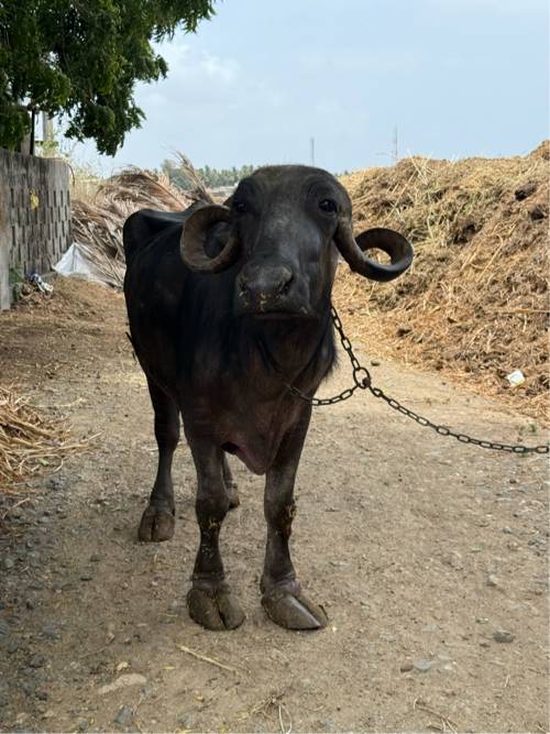 ભેંસ વસેવાની છે