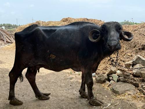 ભેંસ વસેવાની છે