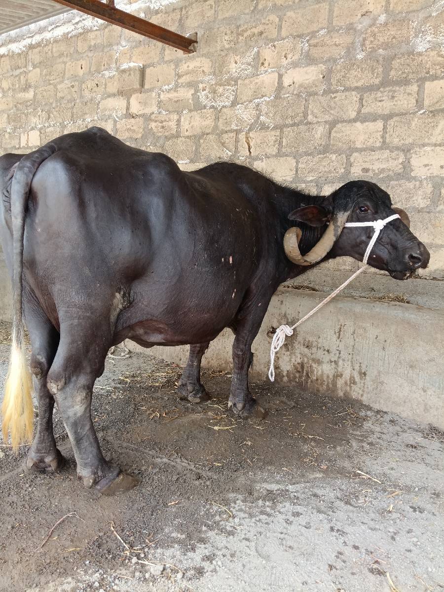 ભેંસ વેચવાની છે