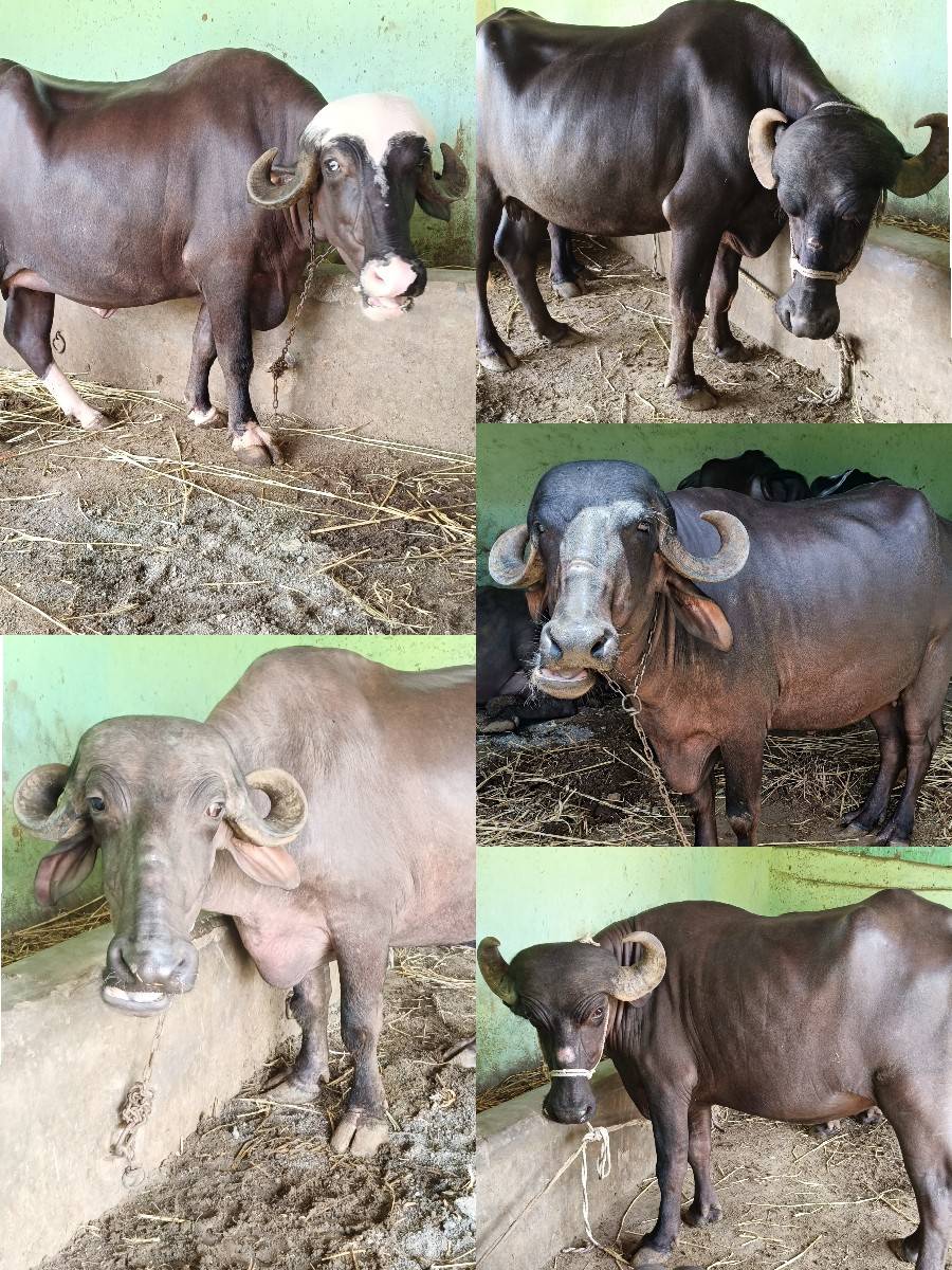 પાંચ ખળેલી છે