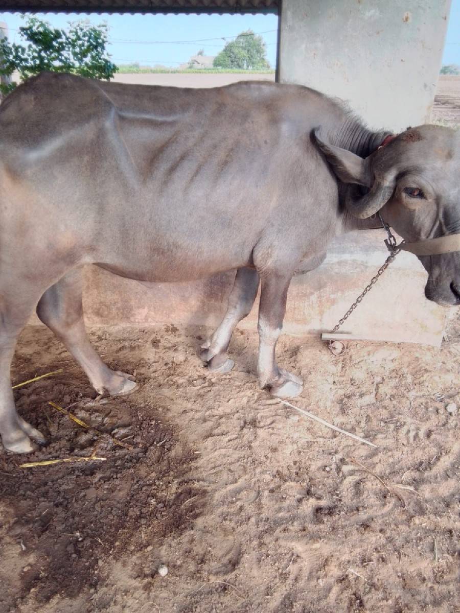 ભેસ