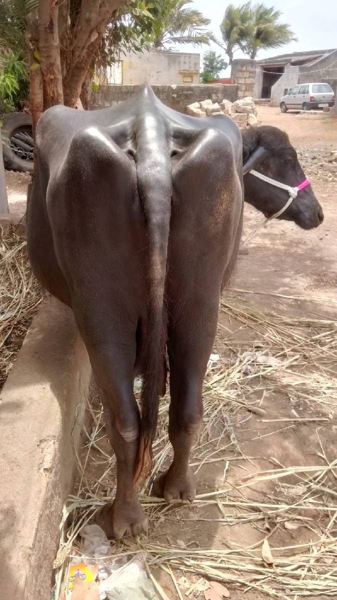ભેંસો વિસ દિવસનિ કાંતિ છે