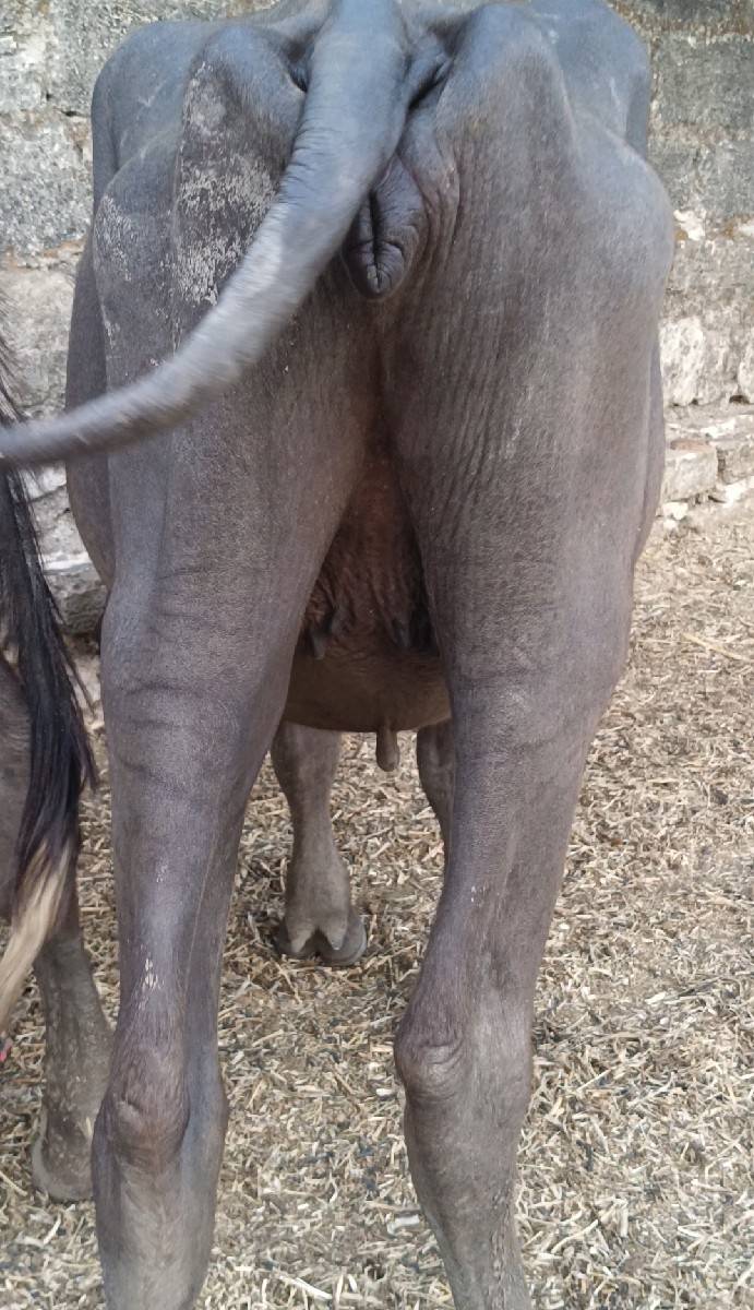 વેચવાના છે પાડીને પાડો