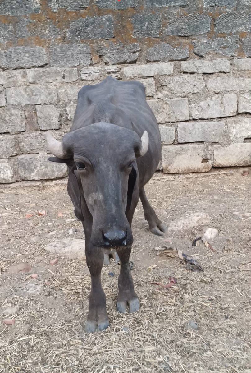 વેચવાના છે પાડીને પાડો