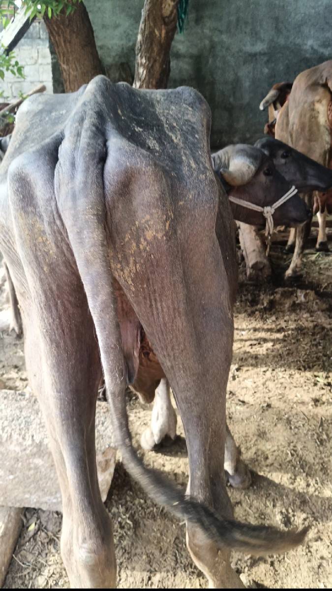 વેચવાના છે પાડીને પાડો