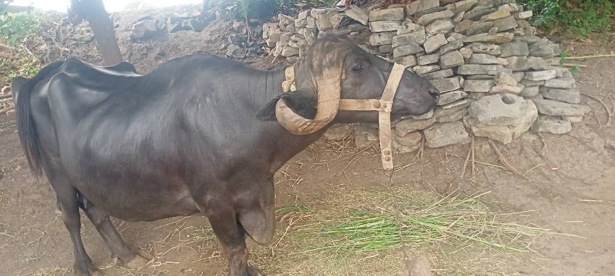 ભેંસ વેચવાની છે