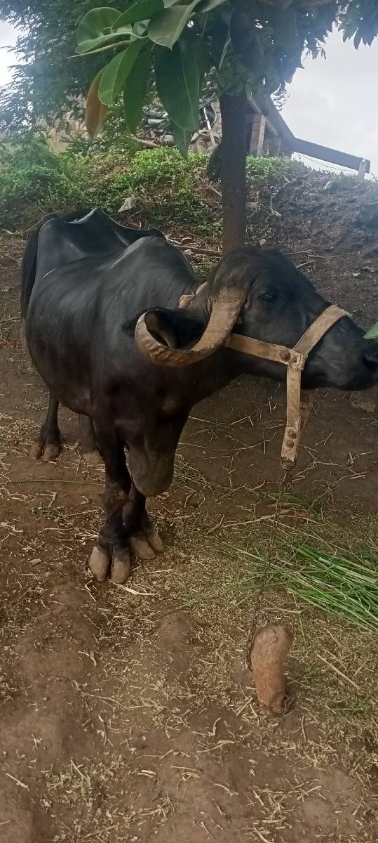 ભેંસ વેચવાની છે