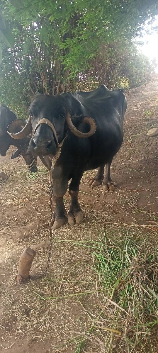 ભેંસ વેચવાની છે