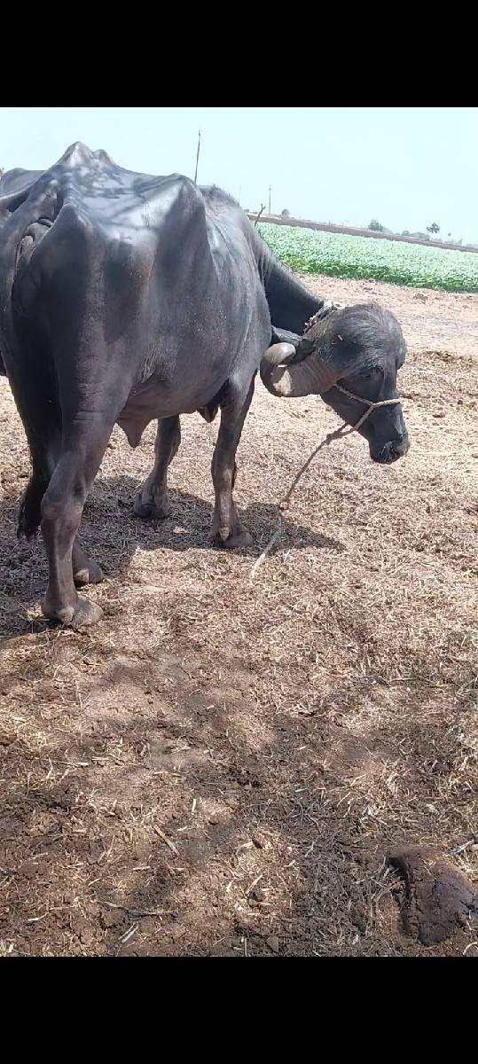 ભેંસ વેચવાની છે