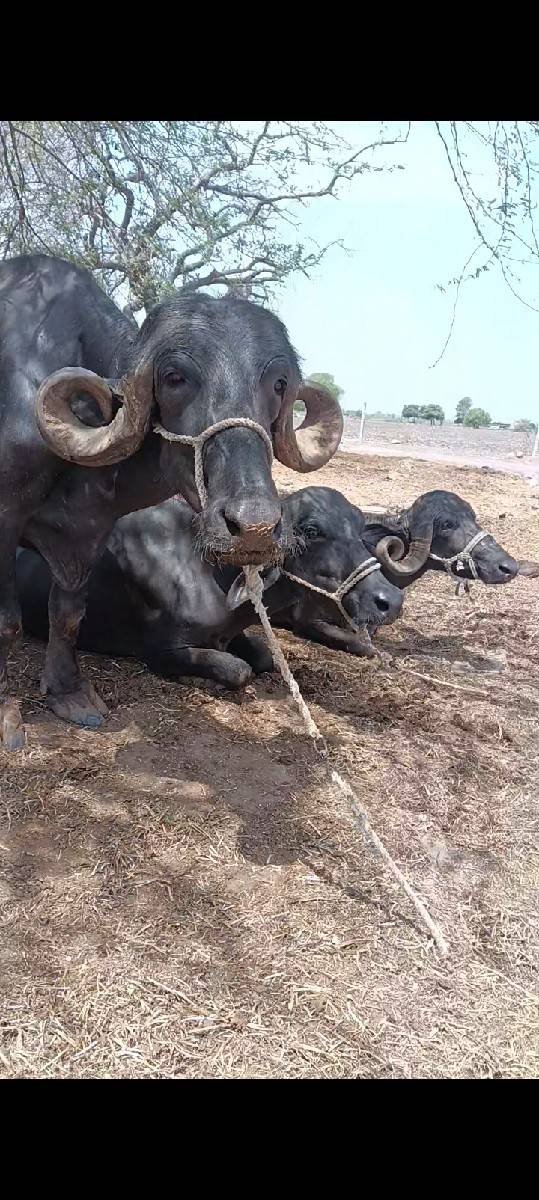 ભેંસ વેચવાની છે