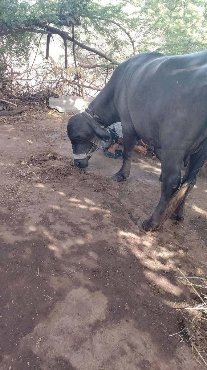 જાફરાબાદી ભેંસ વેચવાની છે