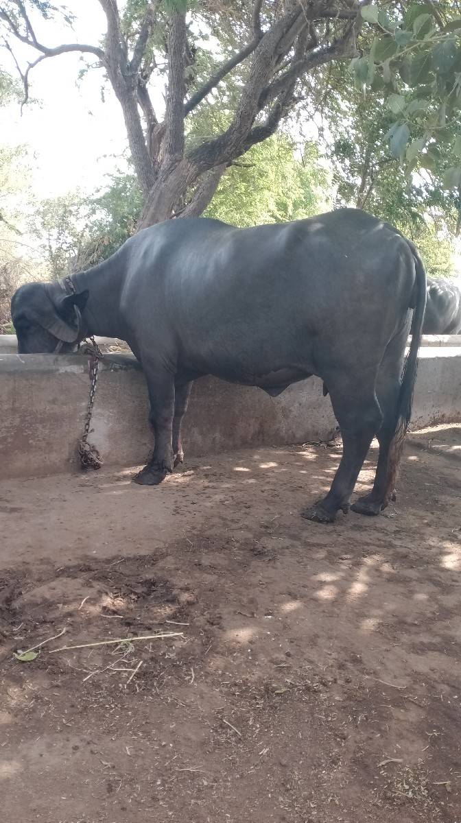 જાફરાબાદી ભેંસ વેચવાની છે
