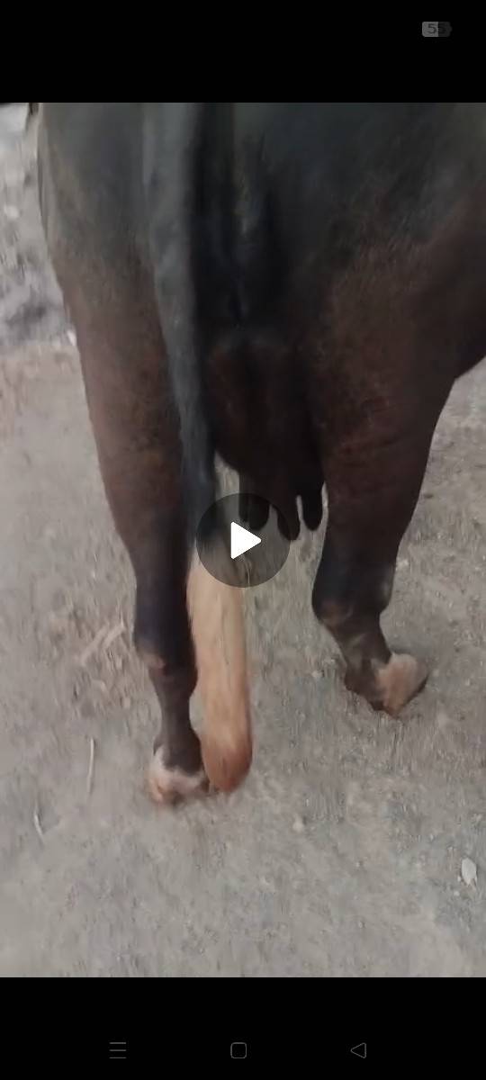 જાફરાબાદી ખડાય છે